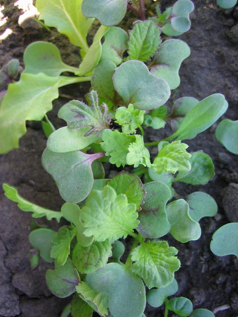 Germinating Greens