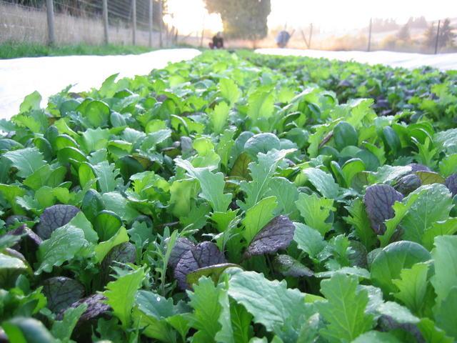 Fields of Greens