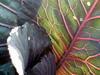 Red Cabbage Leaves
