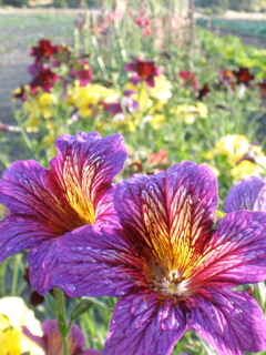 Flowers