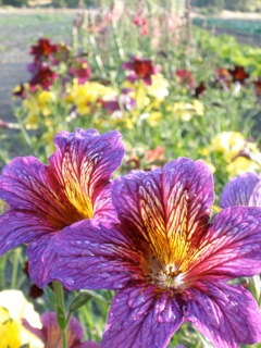 Salpiglossis