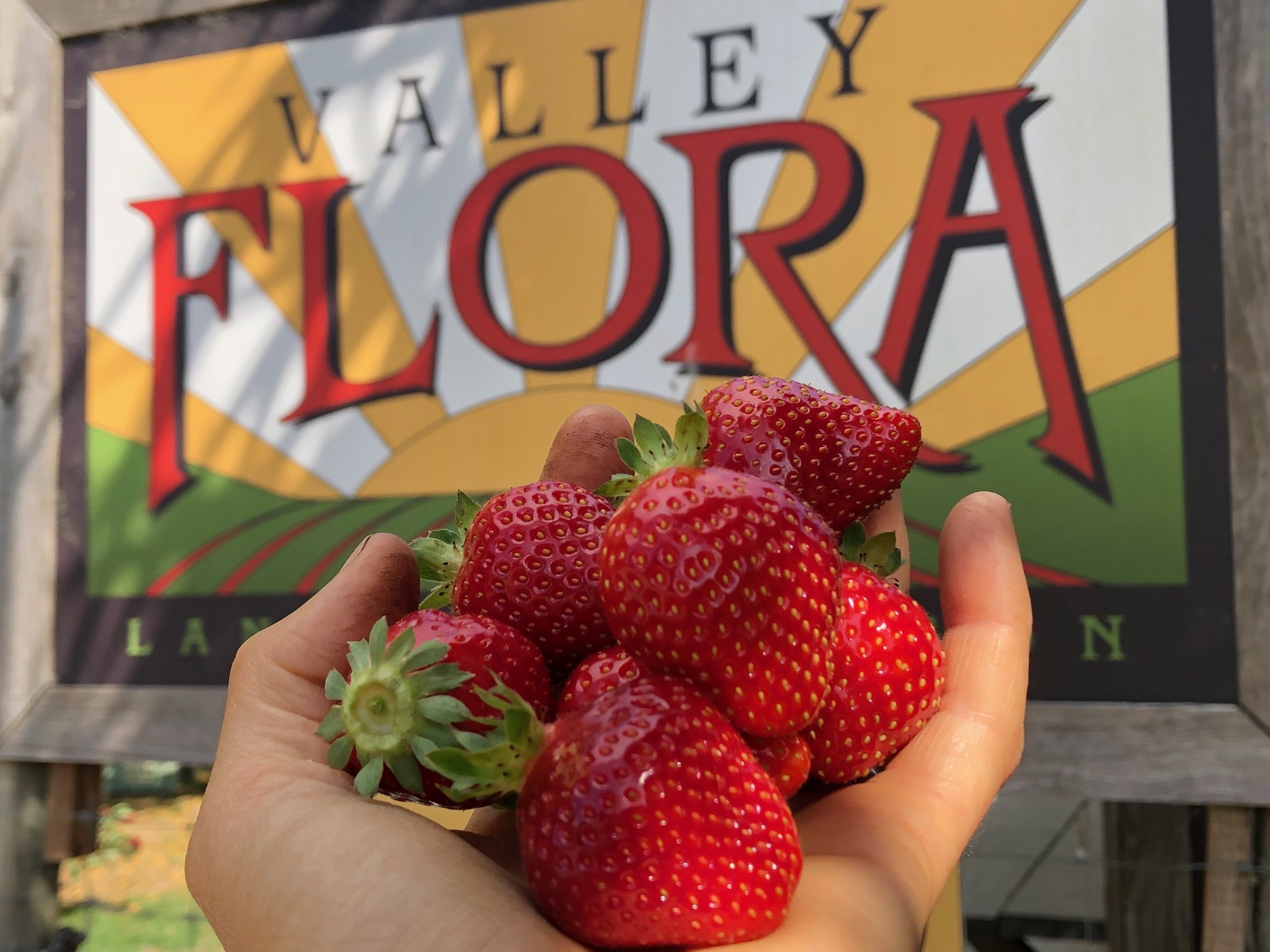 Why You Should Buy Farm Fresh Strawberries