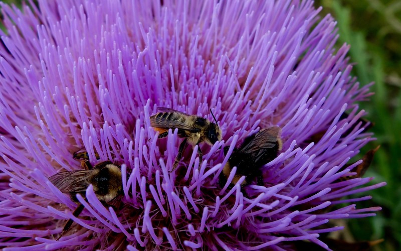 Artichoke Flower