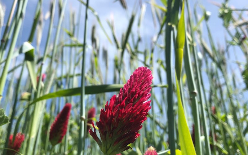 Crimson Clover