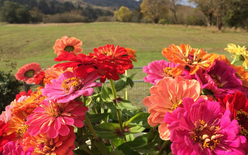 Zinnias