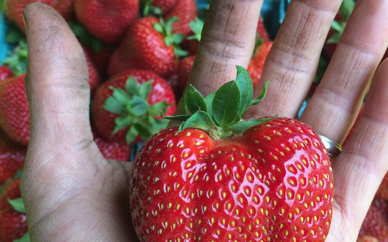 Strawberry in Hand