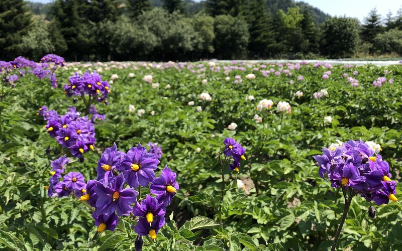 Potatoes Flowering