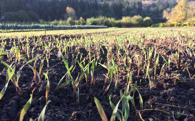 Cover Crop Germinating