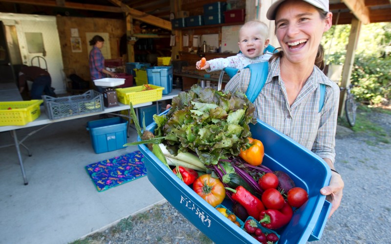 Z Harvest Basket