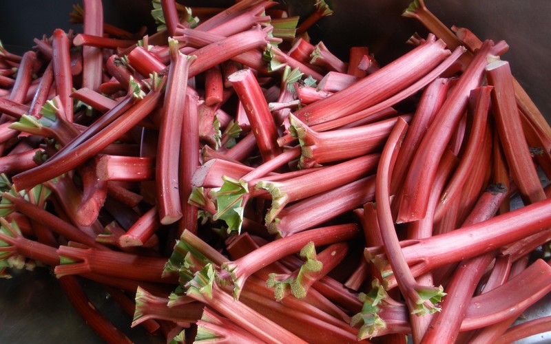 Rhubarb