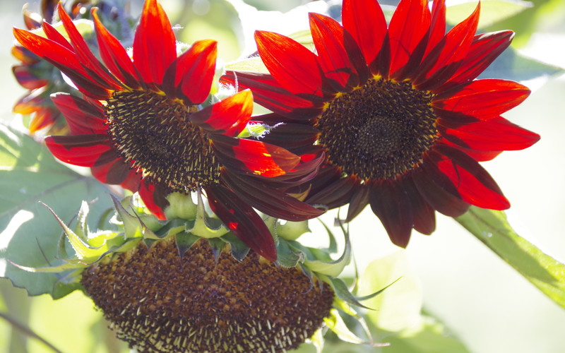 Red Sunflowers